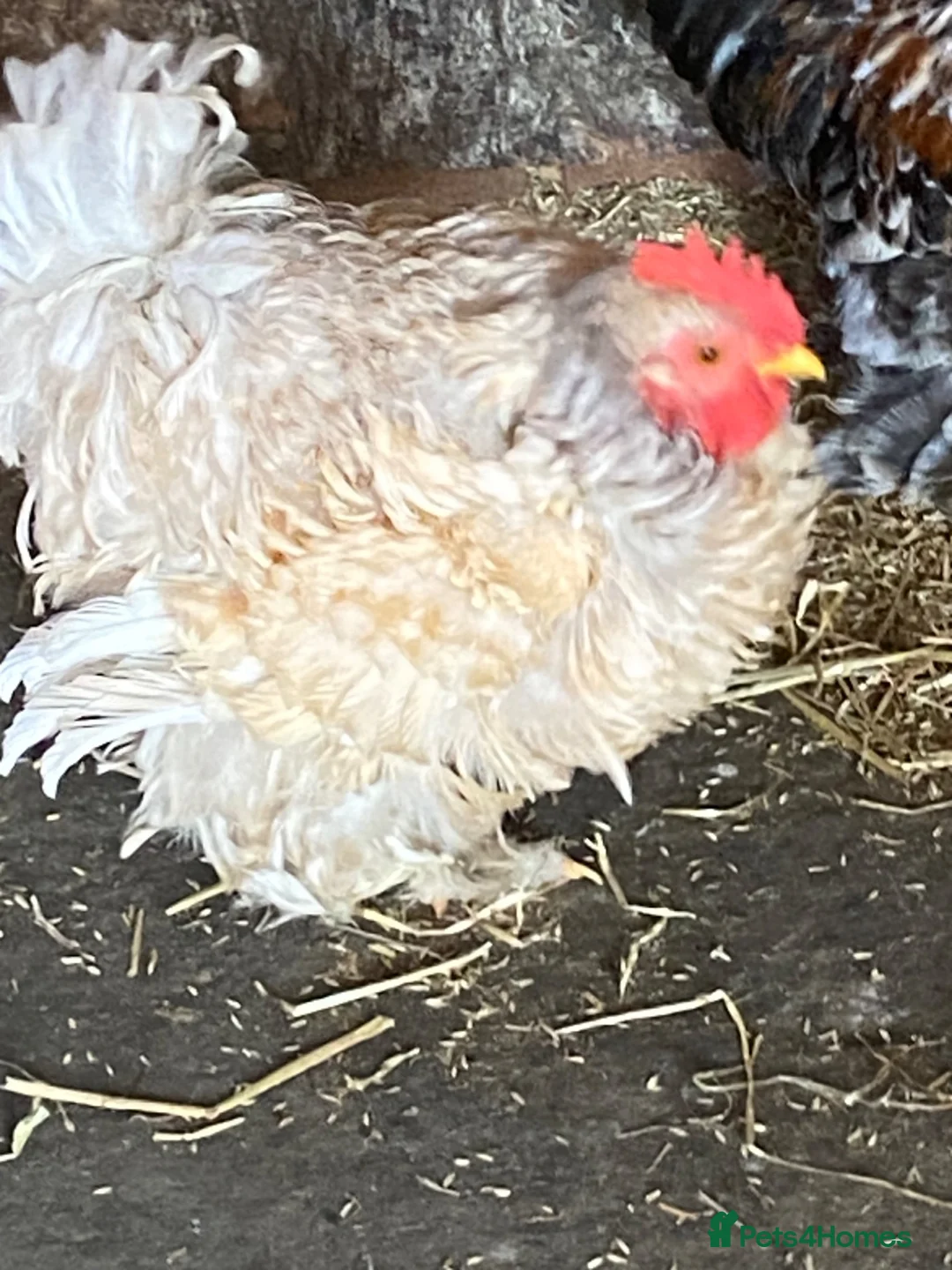 Chickens poultry for sale: Handsome Pekin cockerels  - Advert 1