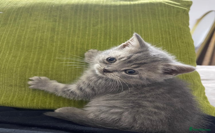 British Shorthair cats - Advert 11