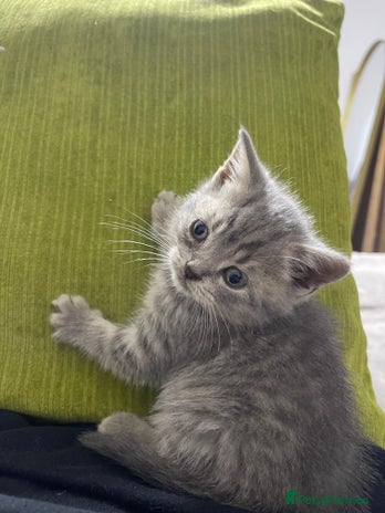 British Shorthair cats - Advert 11