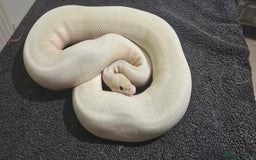 Python Snake reptiles for sale: Mixed Male and Female Royal Pythons - Image 12