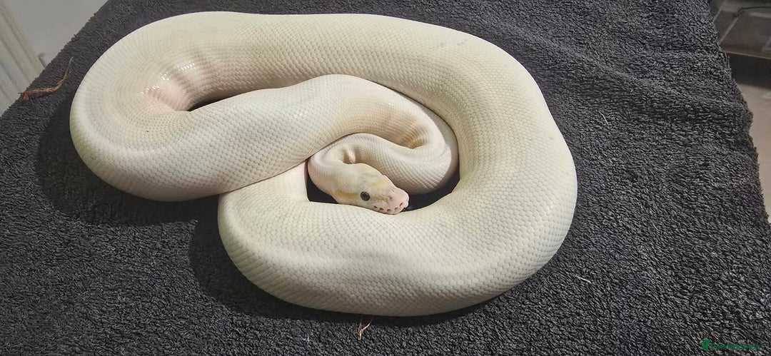 Python Snake reptiles for sale: Mixed Male and Female Royal Pythons - Image 12