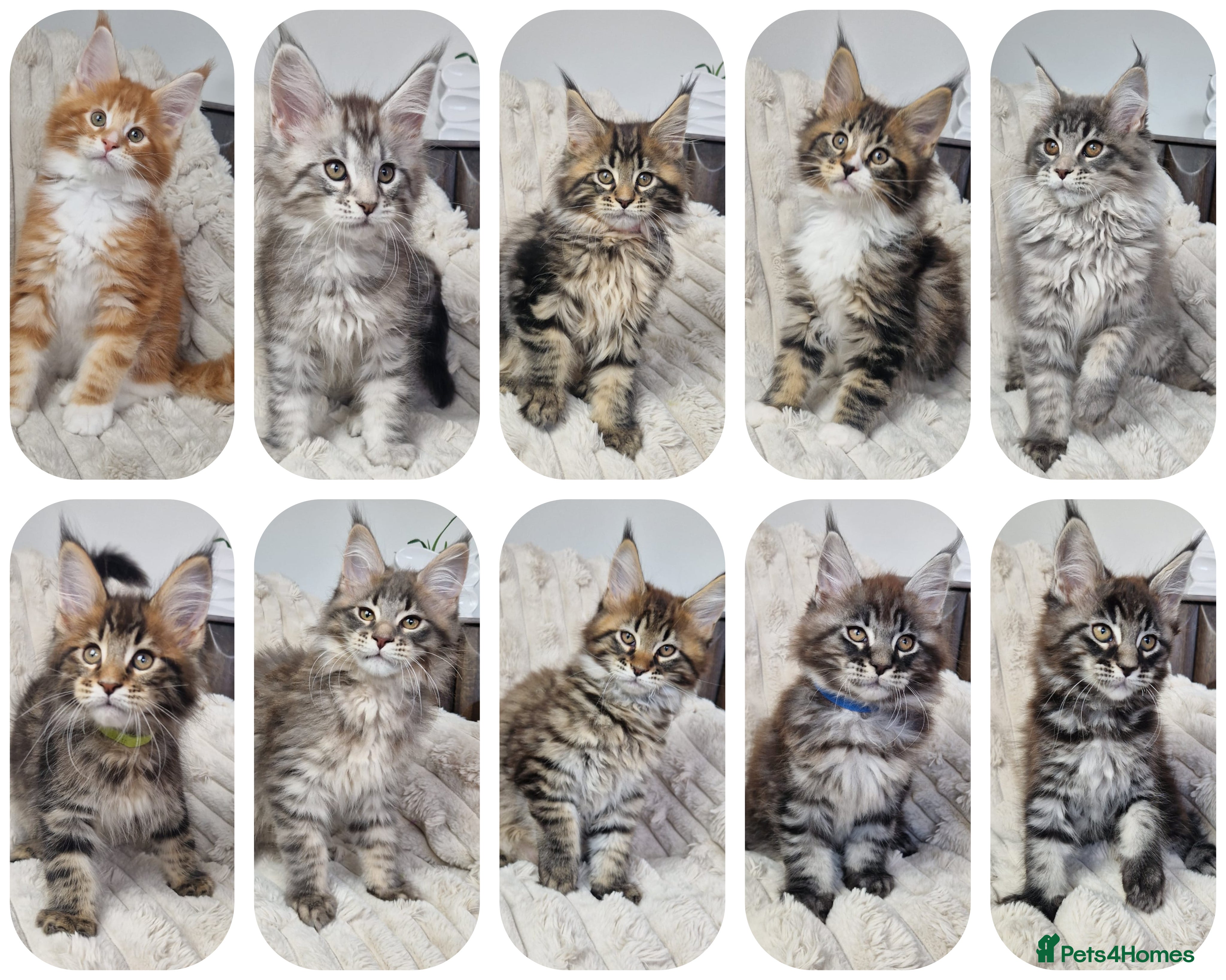 Maine Coon cats  TICA registered maine coon kittens - Advert 18