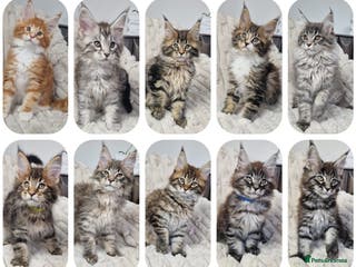 Maine Coon cats TICA registered maine coon kittens - Advert 4