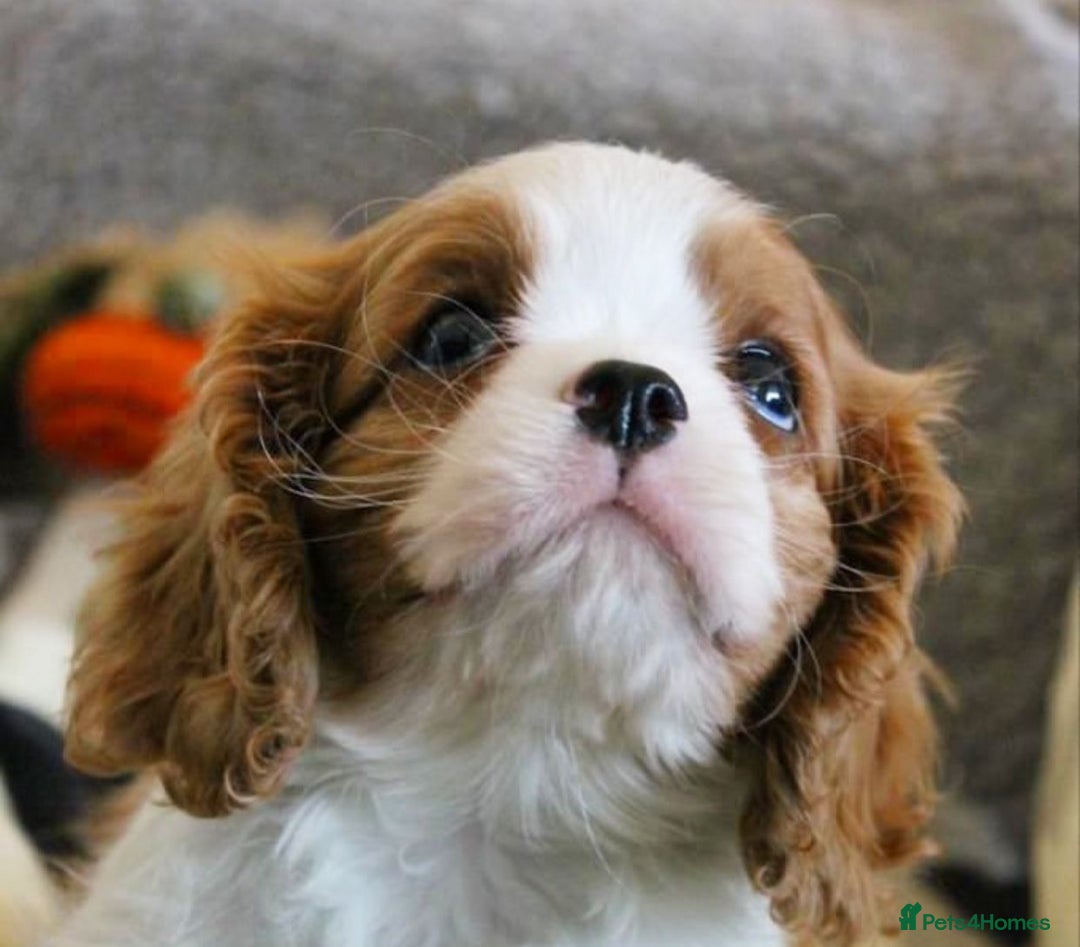 Cavalier King Charles Spaniel dogs for sale: High quality Cavalier King Charles Spaniel Puppies - Image 4