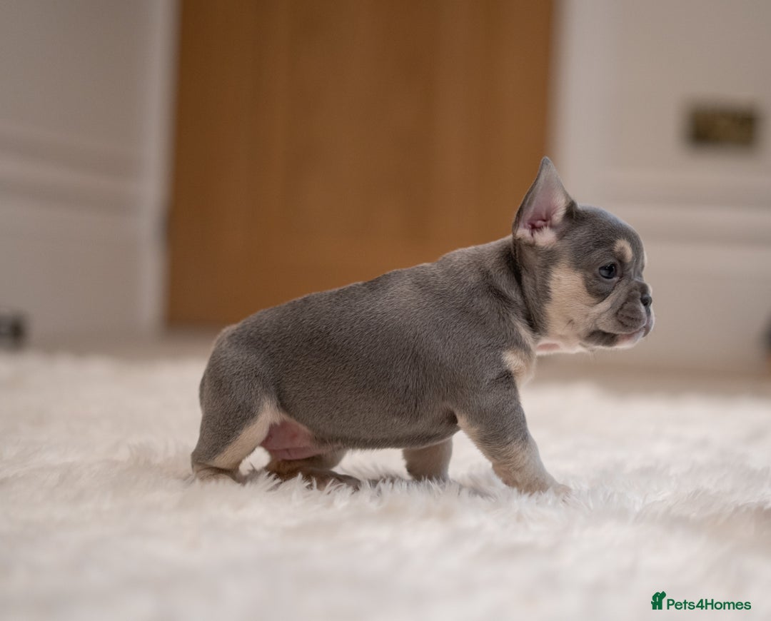 French Bulldog dogs for sale: 2 Male and 2 Female French Bulldogs - Image 3