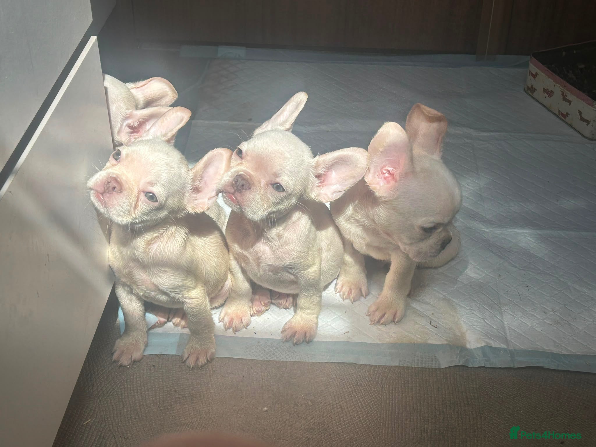 French Bulldog dogs french bulldog puppys - Advert 1