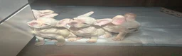 French Bulldog dogs for sale: french bulldog puppys - Advert 1