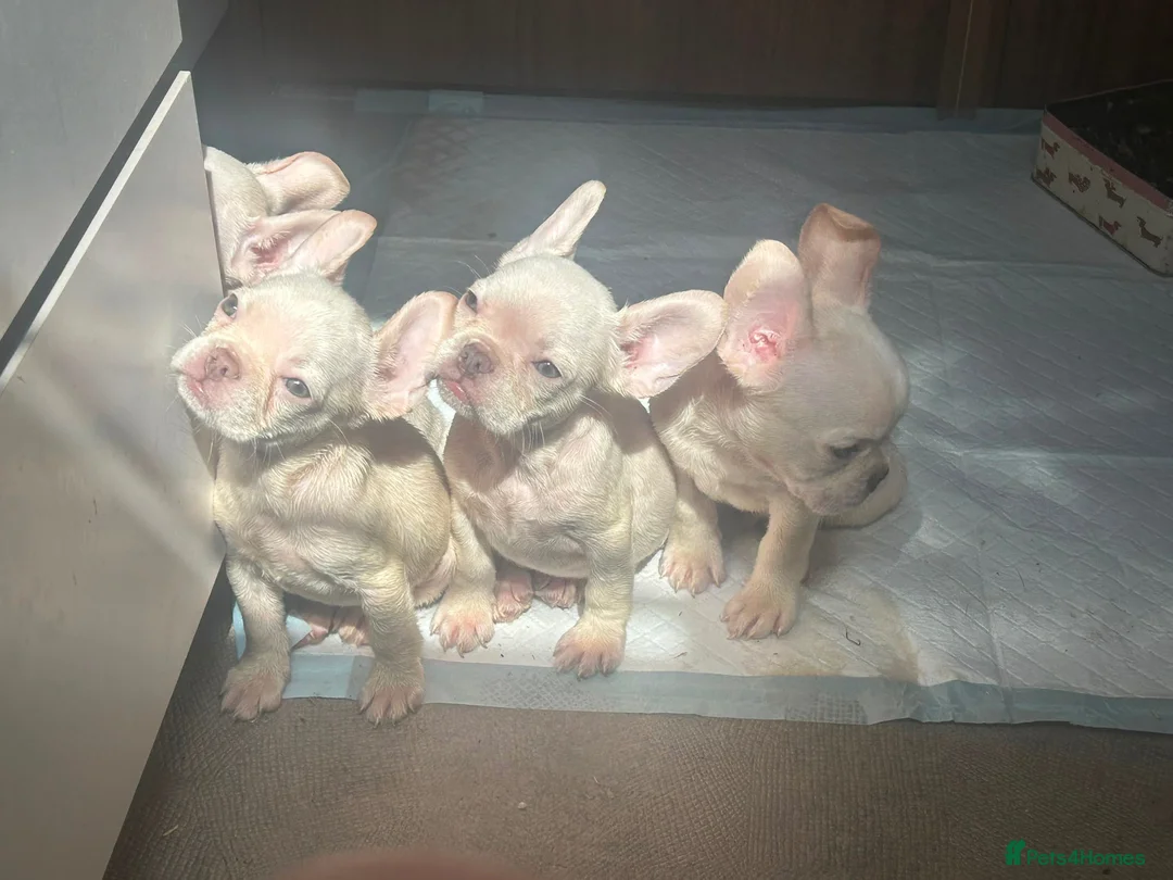 French Bulldog dogs for sale: french bulldog puppys - Advert 1