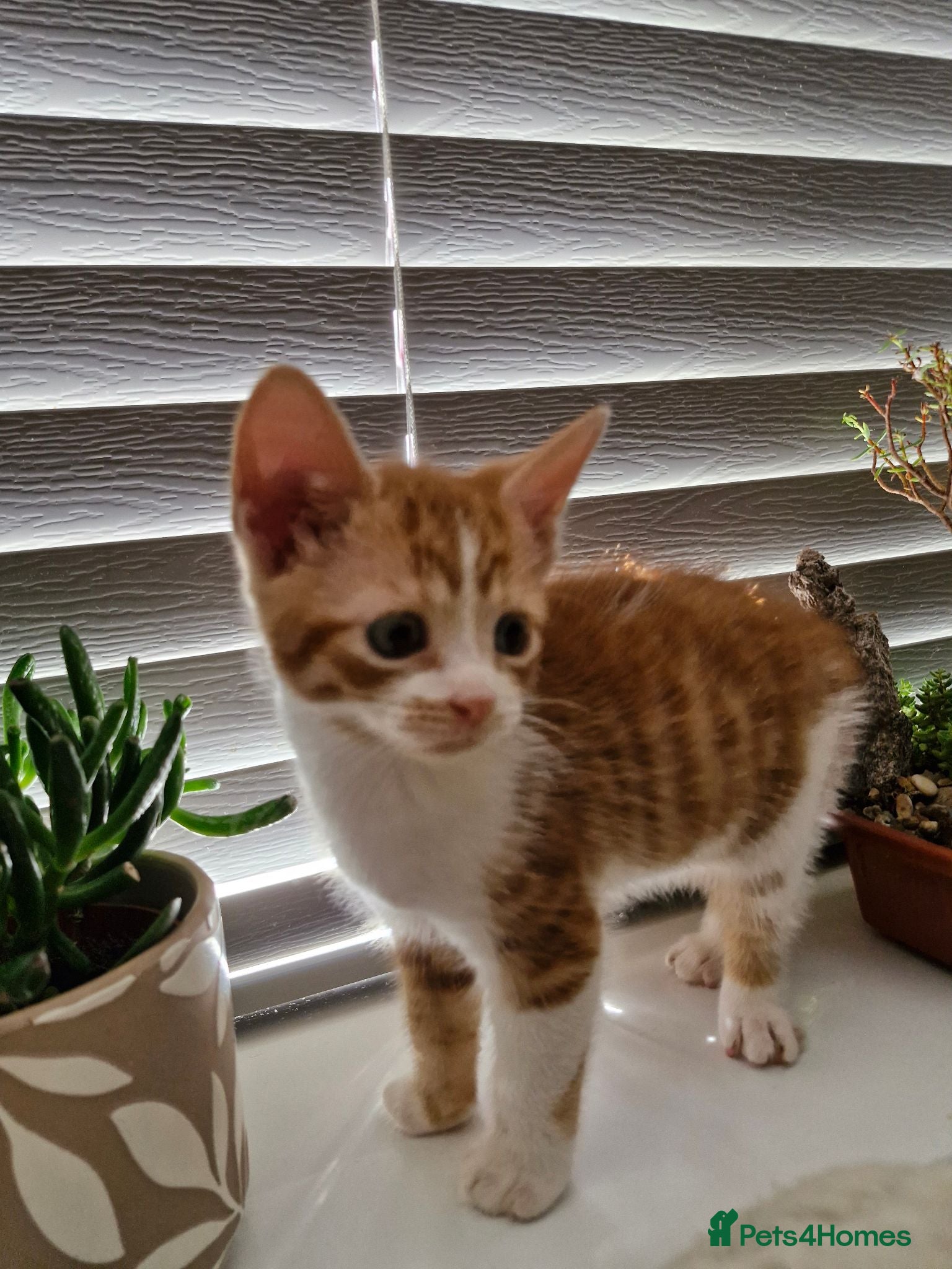 Mixed Breed cats Kittens Ready Now - Advert 1