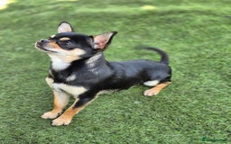 Chihuahua dogs for sale: Male Chihuahua  - Image 5