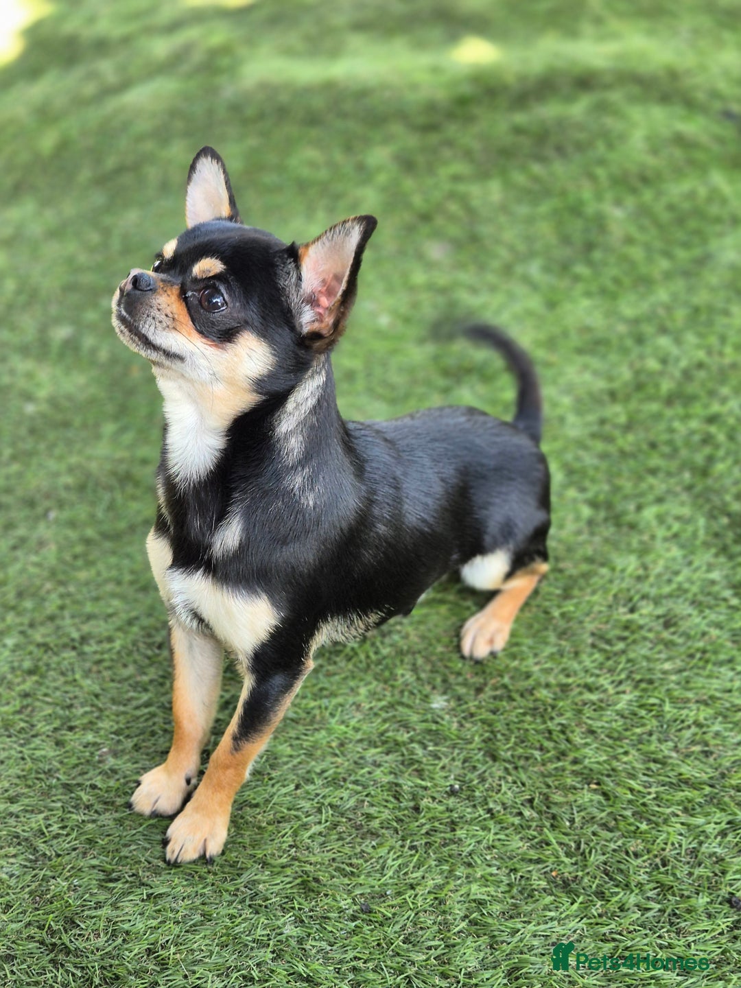 Chihuahua dogs for sale: Male Chihuahua  - Image 5