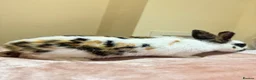 Mixed Breed rabbits for sale: Beautiful Tri-Coloured Buck in Keighley - Advert 4