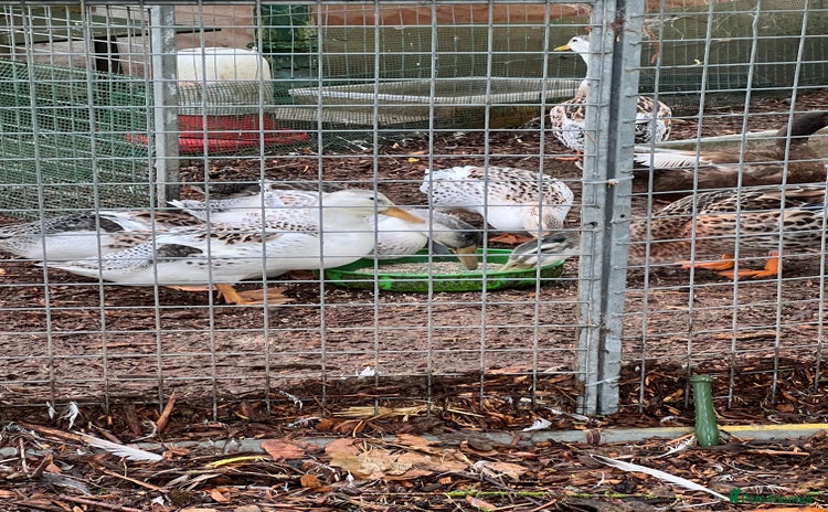 Ducks poultry - Advert 1