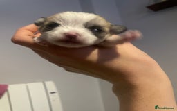 Mixed Breed dogs for sale: Maltese x chihuahua puppies for sale  - Image 8