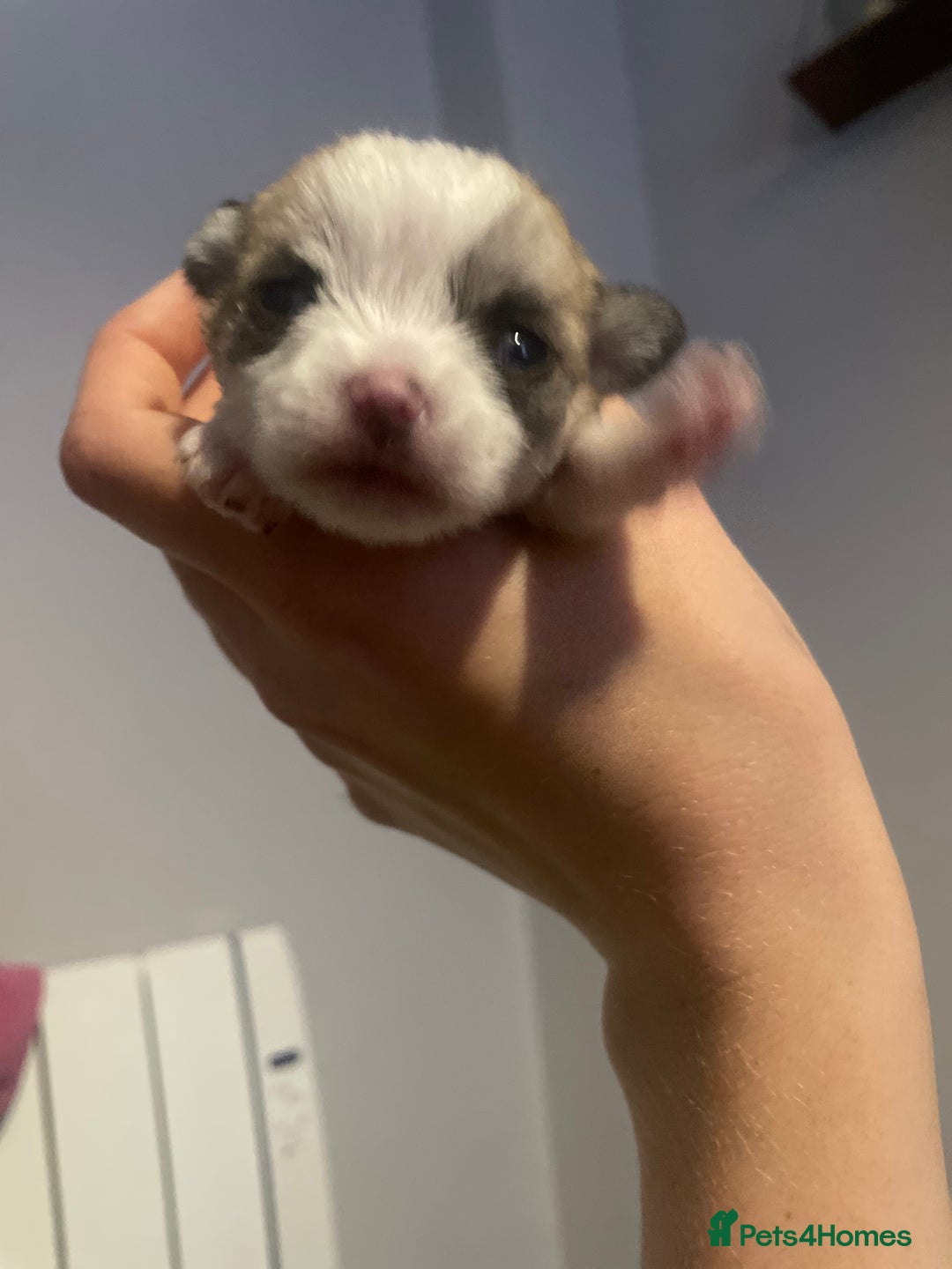 Mixed Breed dogs for sale: Maltese x chihuahua puppies for sale  - Image 8