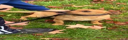 Jack Russell dogs for sale:  Jack Russell puppies for sale  - Advert 19