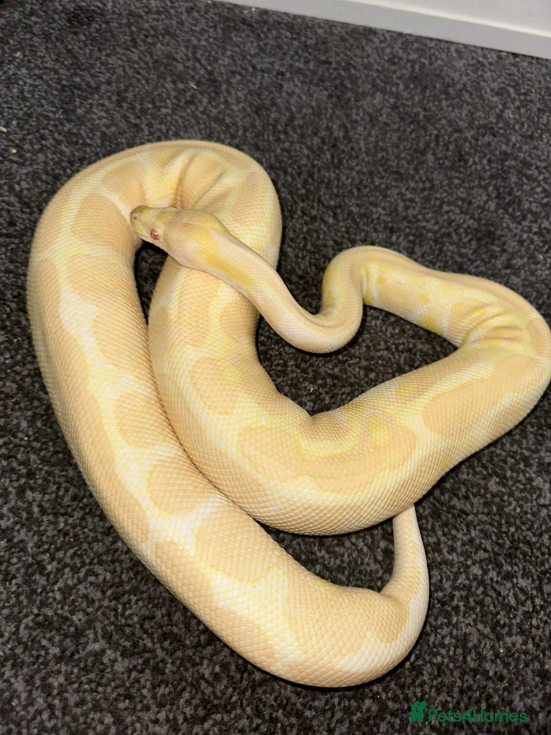 Python Snake reptiles for sale: X3 female ball pythons  - Image 1