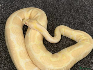 Python Snake reptiles for sale - Advert 1