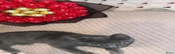 Russian Blue cats for sale: Female  - Advert 3