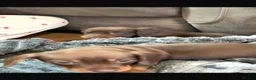 Miniature Dachshund dogs for sale: Miniature Dashounds  - Advert 19