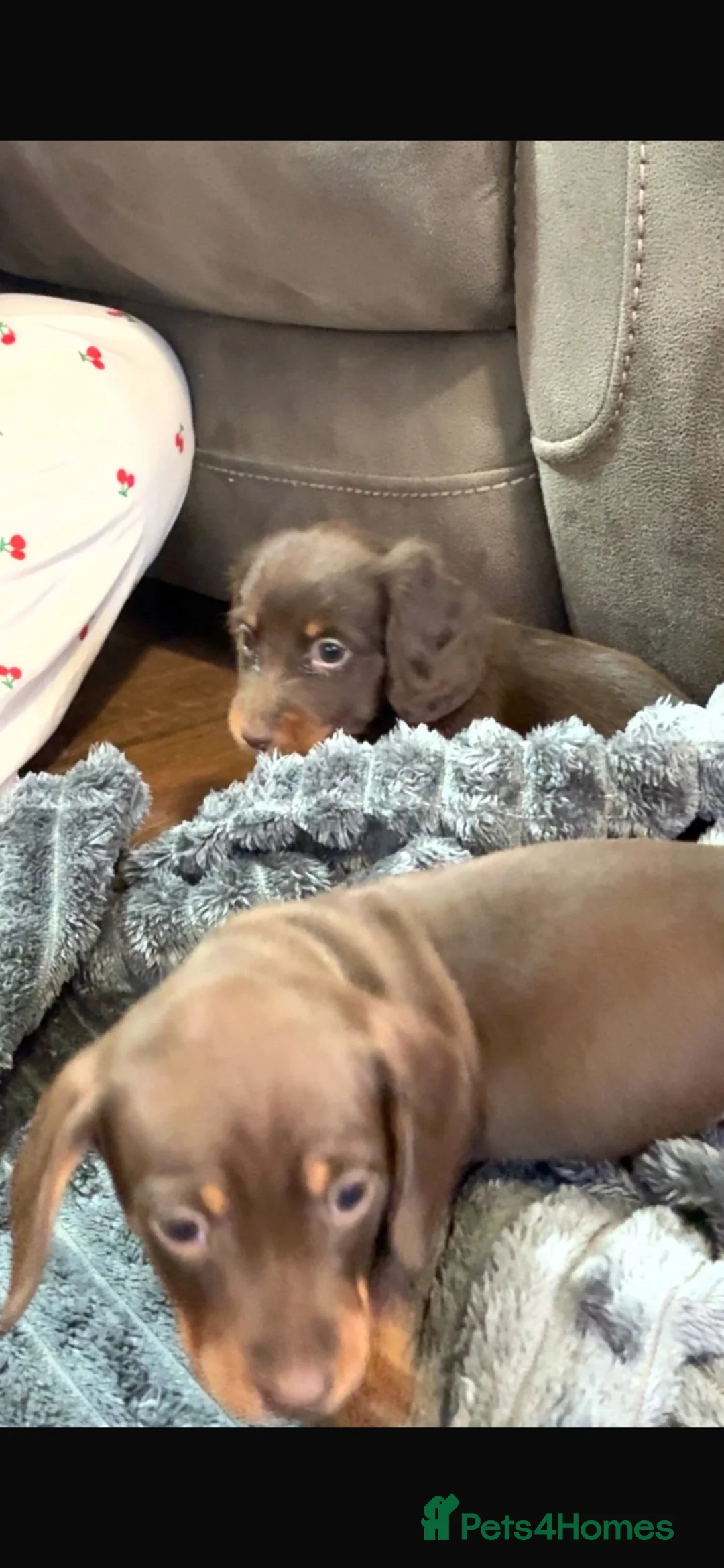 Miniature Dachshund dogs for sale: Miniature Dashounds  - Advert 19
