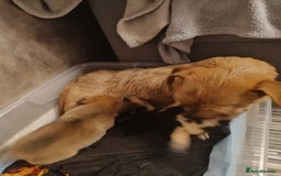 Mixed Breed dogs for sale: One female puppy left for sale - Image 4