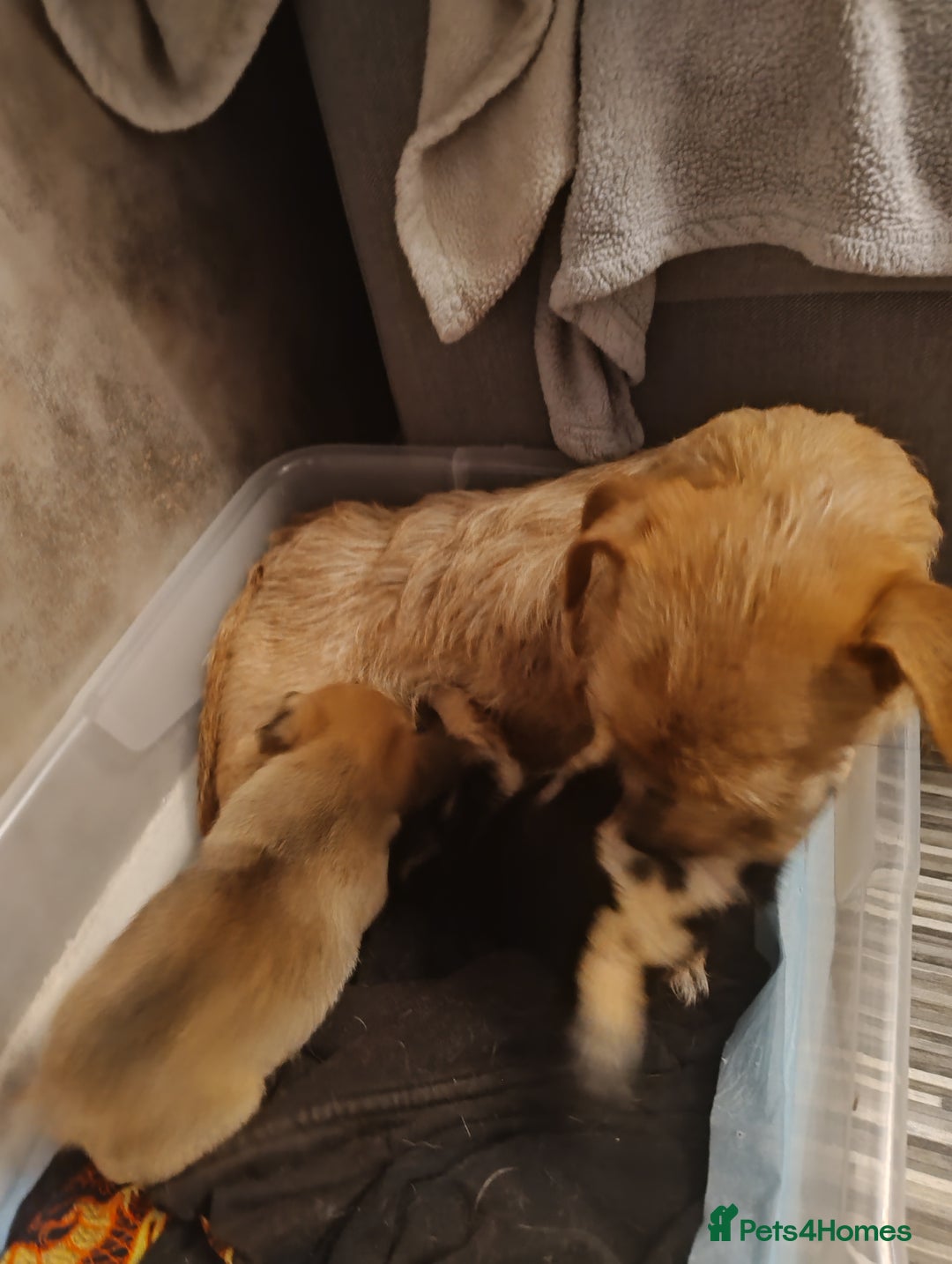 Mixed Breed dogs for sale: One female puppy left for sale - Image 4