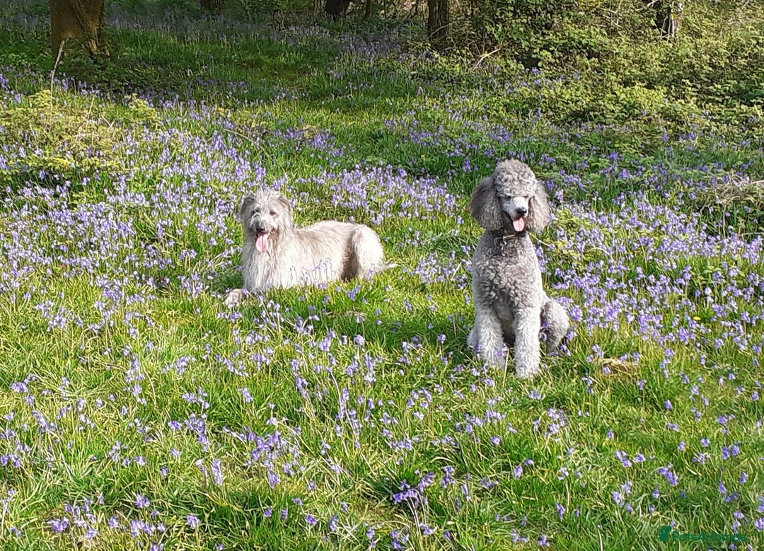 Mixed Breed dogs for sale: Deer Doodle Puppies - Advert 3