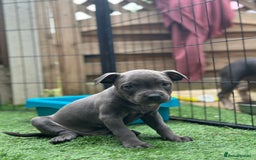 Staffordshire Bull Terrier dogs for sale: Quality Staffordshire Bull Terriers  - Image 27