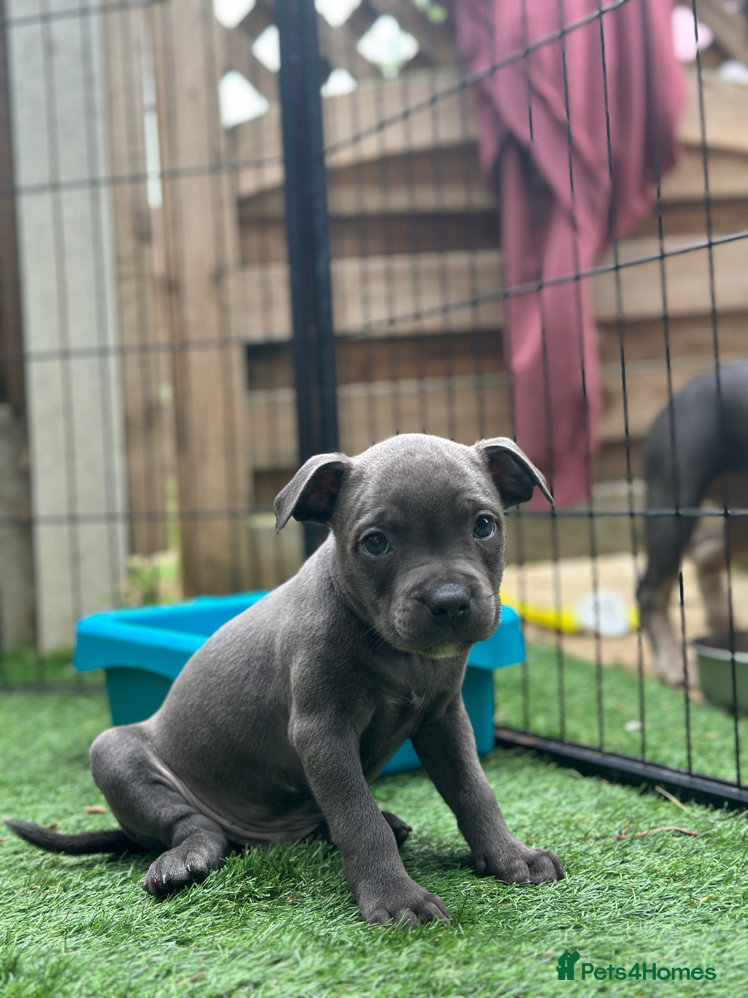 Staffordshire Bull Terrier dogs for sale: Quality Staffordshire Bull Terriers  - Image 27