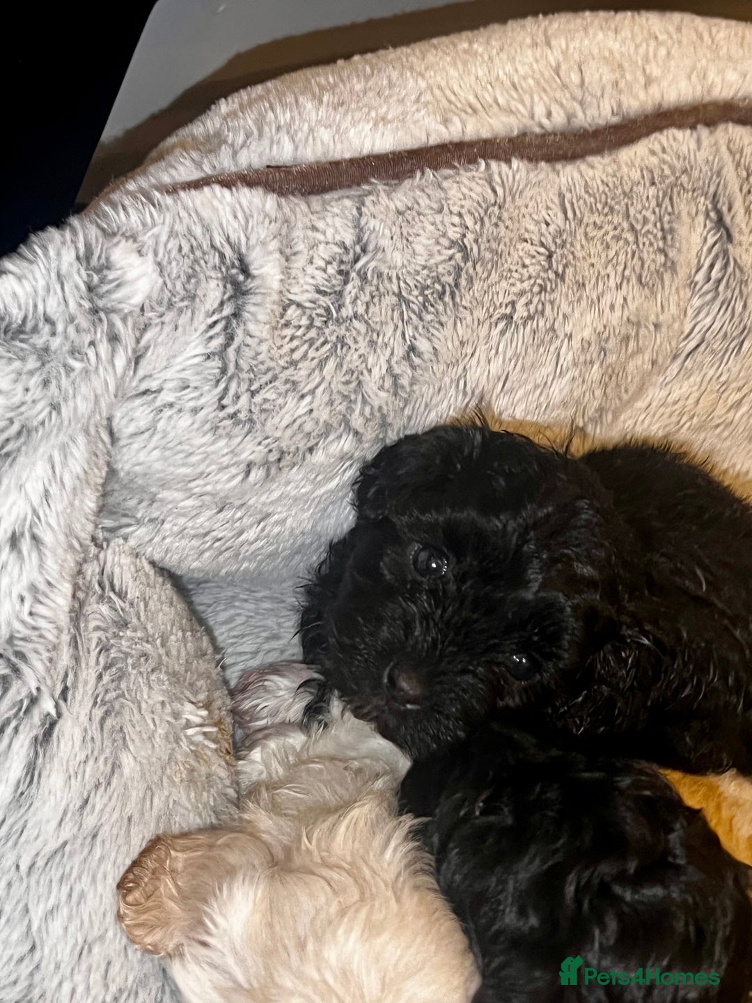 Maltipoo dogs for sale: Stunning F1 Maltipoos  - Advert 6