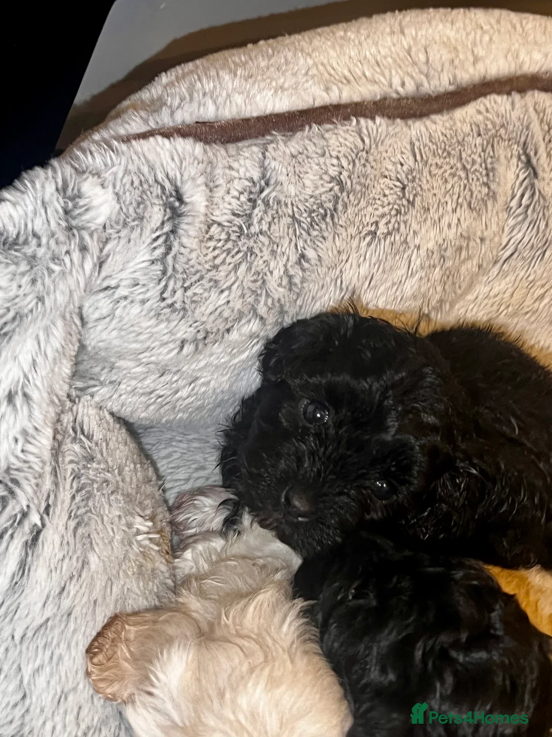 Maltipoo dogs for sale: STILL AVAILABLE!!! Stunning F1 Maltipoos  - Advert 9