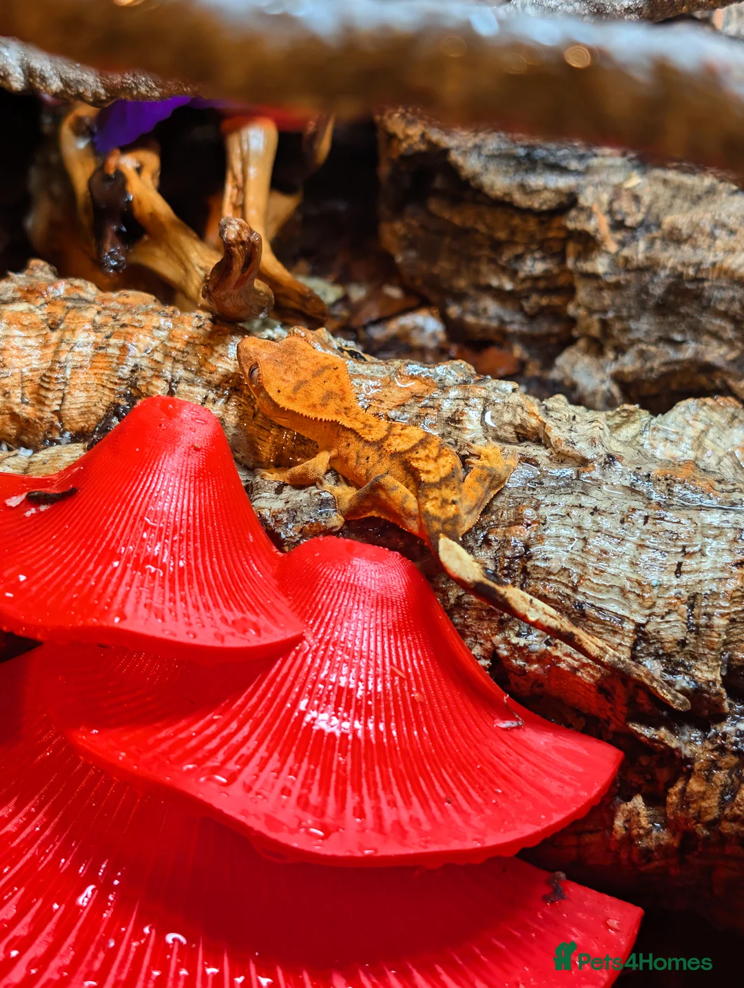 Gecko reptiles for sale: Unsexed Crested Gecko hatchling & full set up - Advert 10