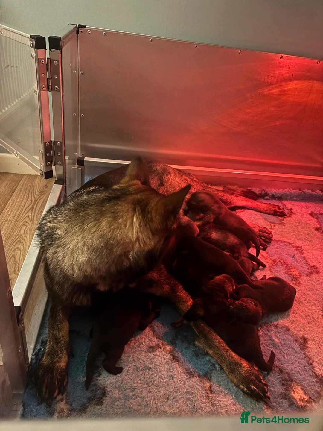 German Shepherd dogs for sale: German Shepherd Puppies  - Advert 4