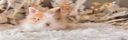 Lionhead rabbits for sale: Beautiful Fully Vaccinated Lionheads! - Advert 14