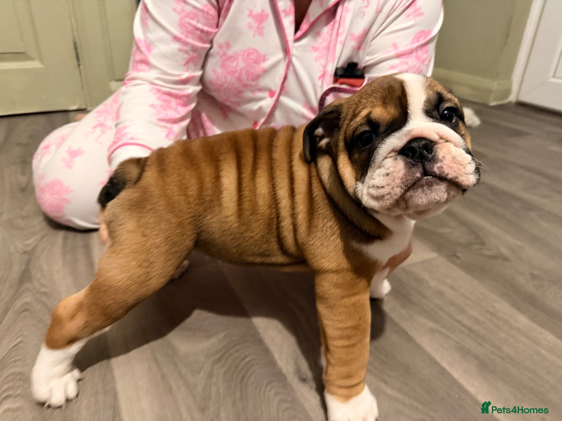 English Bulldog dogs Bulldog pups  - Advert 3