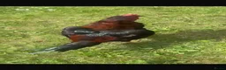 Chickens poultry for sale: Male for sale  - Advert 3