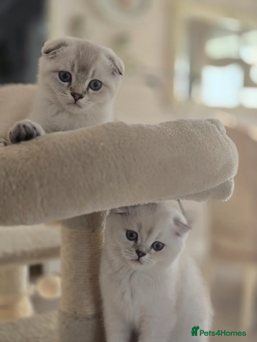 Scottish Fold cats for sale: The last 2 boys available 🐱 - Advert 2