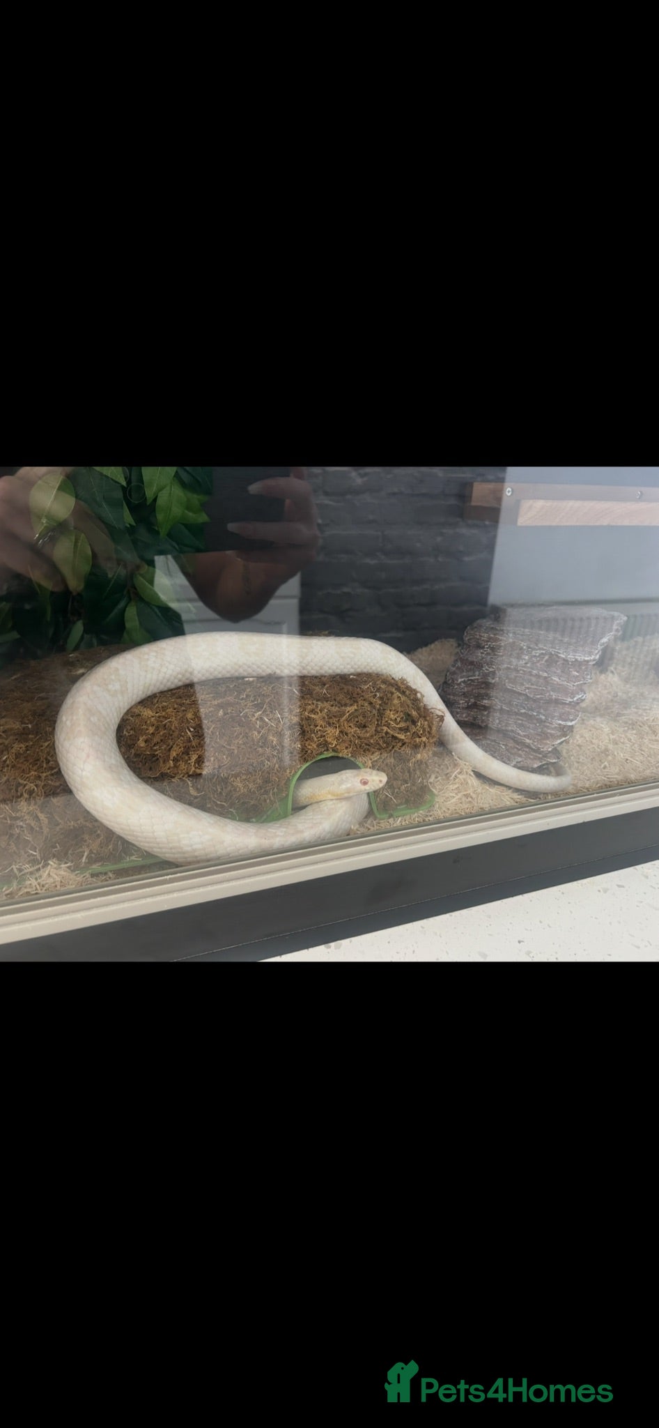 Corn Snake reptiles Large white corn snake  - Advert 1