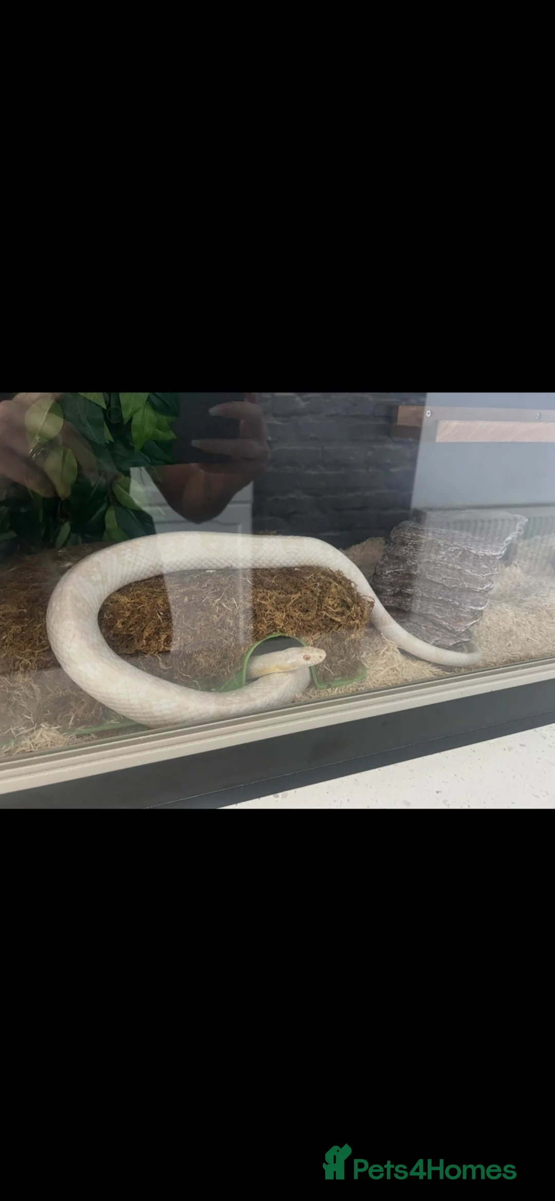 Corn Snake reptiles for sale: Large white corn snake  in Cardiff - Advert 1