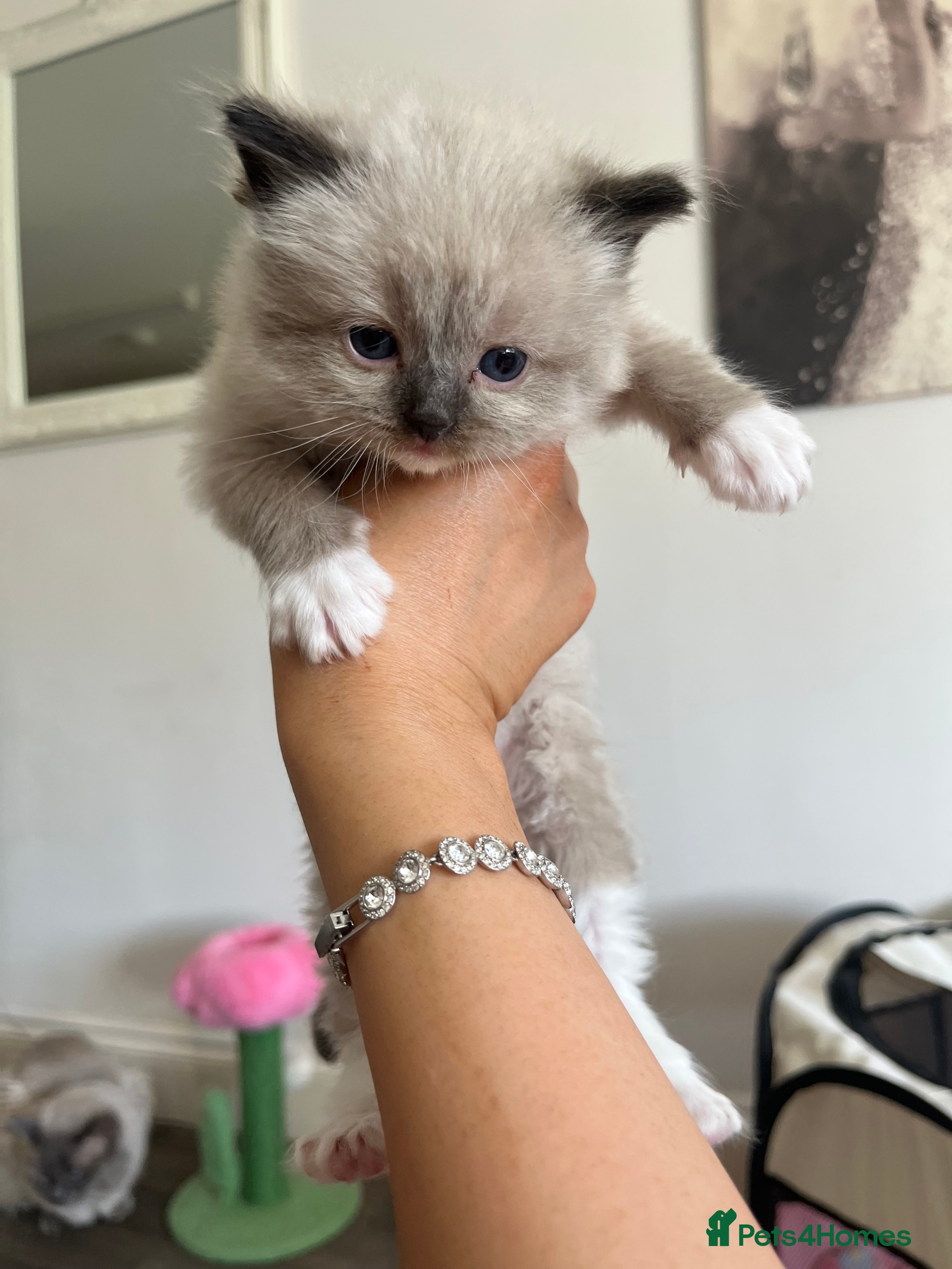 Ragdoll cats PUREBRED RAGDOLL KITTENS  - Advert 2