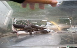 Rat rodents for sale: Dwarf Rats  - Image 9