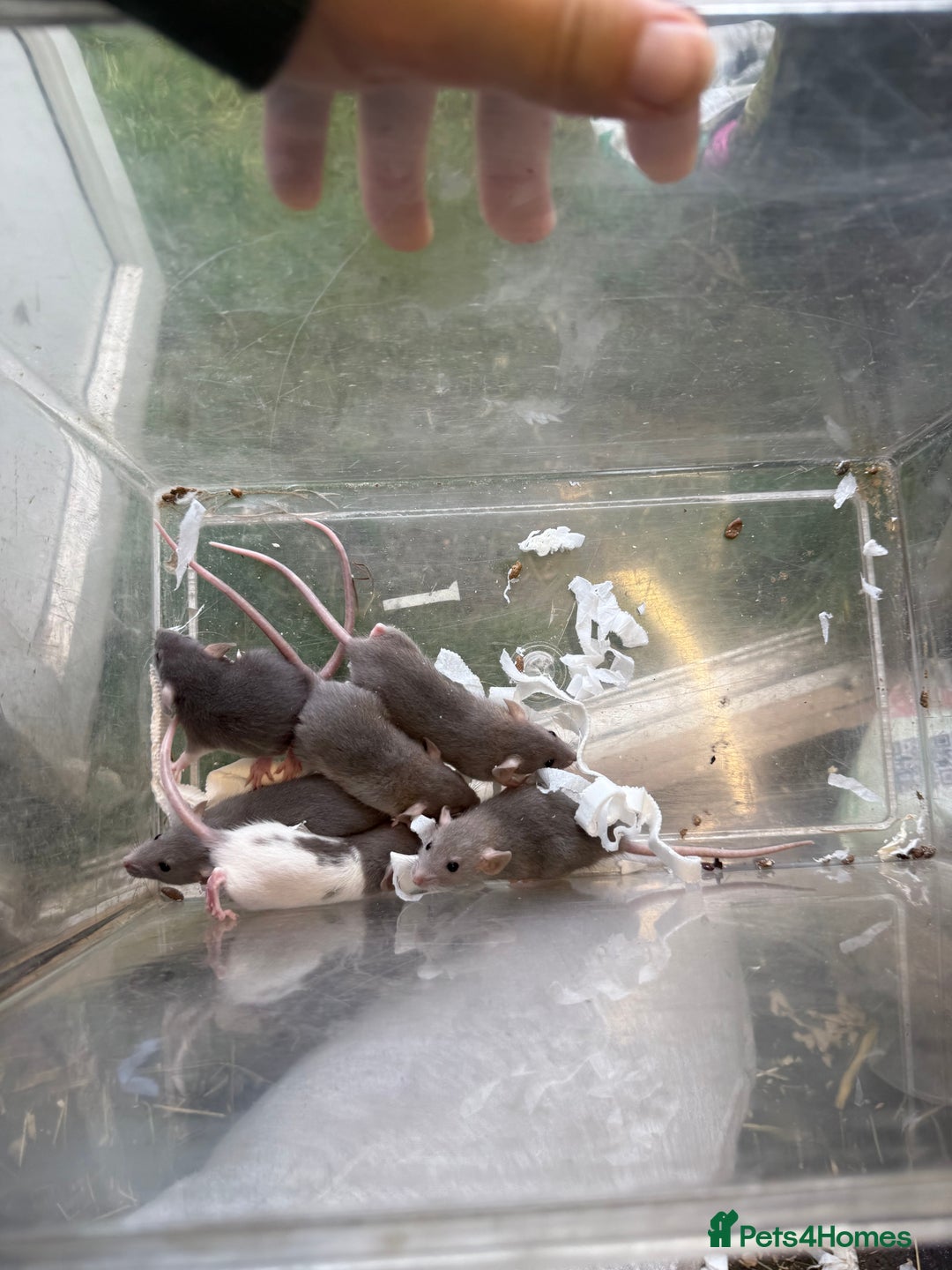 Rat rodents for sale: Dwarf Rats  - Image 9