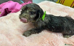 Mixed Breed dogs for sale: Puppies - Image 9