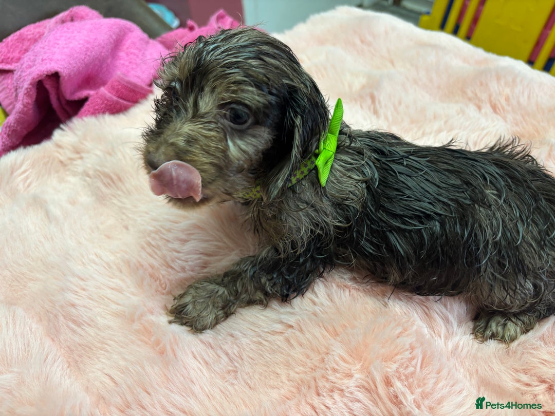 Mixed Breed dogs for sale: Puppies - Image 9