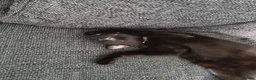 Mixed Breed cats for sale: Beautiful black kitten for sale in Corby - Advert 2