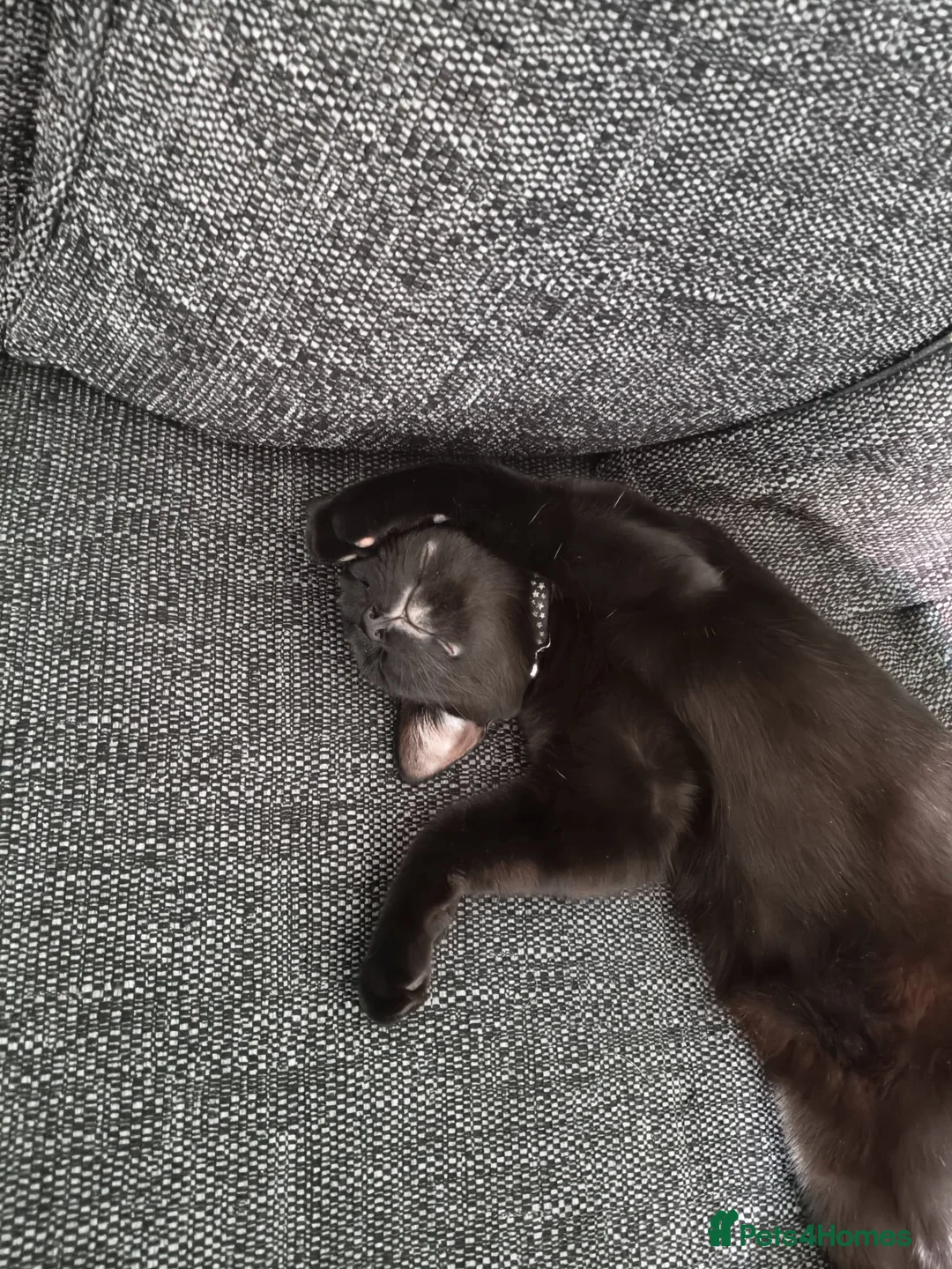 Mixed Breed cats for sale: Beautiful black kitten for sale in Corby - Advert 2