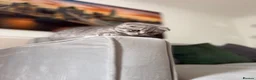 British Shorthair cats for sale: Two Beautiful Scottish Boy Kittens 💙 in Wellingborough - Advert 2