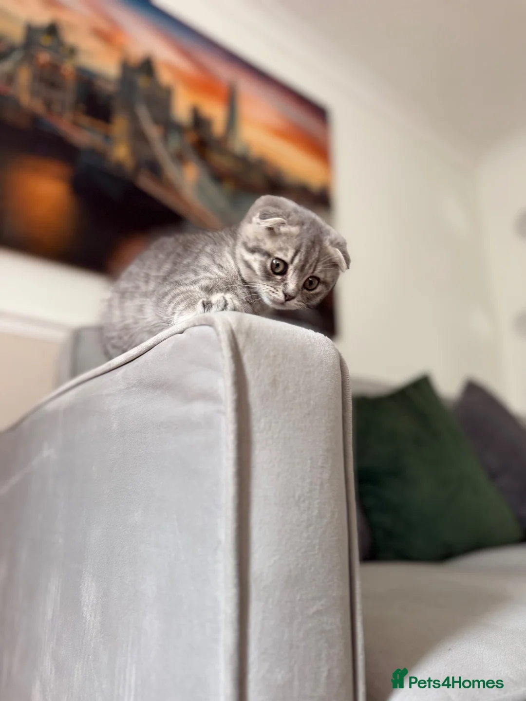 British Shorthair cats for sale: Two Beautiful Scottish Boy Kittens 💙 in Wellingborough - Advert 2