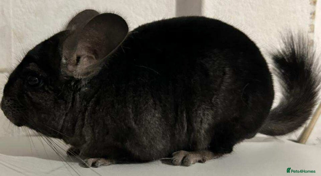 Chinchilla rodents for sale: X2 Stunning Dark Ebony Chinchillas £200 each - Image 2